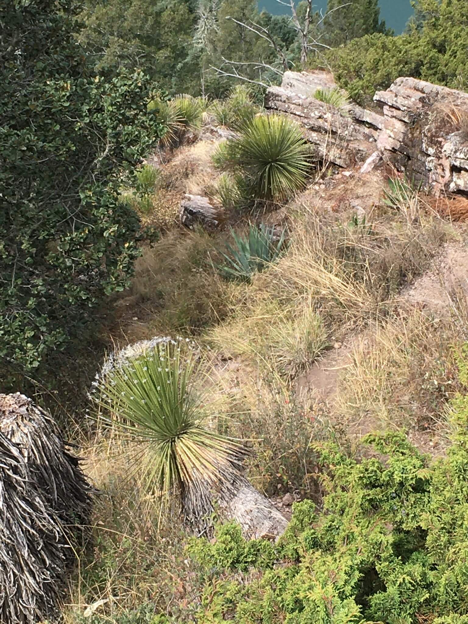 Dasylirion acrotrichum